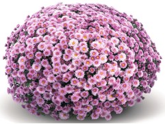 Хризантема мультифлора "Stavisky Pink" (Контейнер 3,0 л)