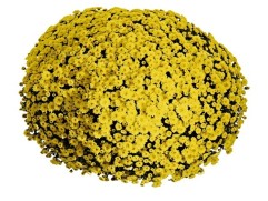 Хризантема мультифлора "Stavisky Yellow" (Контейнер 3,0 л)