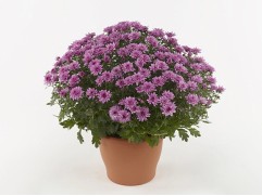 Хризантема мультифлора "Amadore Pink" (Контейнер 3,0 л)