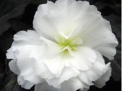 Бегония клубневая "Joy Mocca White" (Контейнер 0,5л) Бегония клубневая "Joy Mocca White" (Контейнер 0,5л)