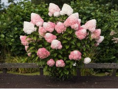 Гортензия метельчатая "Pink and Rose" HM  (Контейнер 0,5л.)