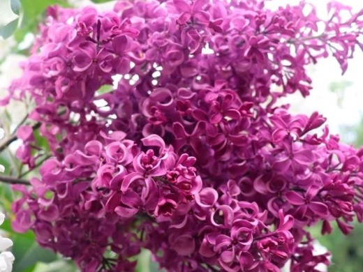 Сирень обыкновенная "Бесконечность" (Контейнер 1,0л) Сирень обыкновенная "Бесконечность" (Контейнер 1,0л)