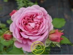 Роза шраб "Robe a la francaise" (Контейнер 5,0л) I