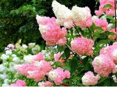 Гортензия метельчатая "Strawberry Blossom" (Контейнер 10.0л) Гортензия метельчатая "Strawberry Blossom" (Контейнер 10.0л)