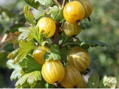 Крыжовник "Куршу-дзинтерс" (Контейнер 5,0л) Крыжовник "Куршу-дзинтерс" (Контейнер 5,0л)