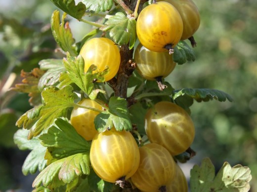 Крыжовник "Куршу-дзинтерс" (Контейнер 5,0л) Крыжовник "Куршу-дзинтерс" (Контейнер 5,0л)