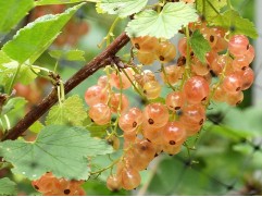 Смородина розовая "Голландская розовая" (Контейнер 3,0л) Смородина розовая "Голландская розовая" (Контейнер 3,0л)