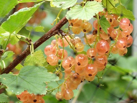 Смородина розовая "Голландская розовая" (Контейнер 3,0л) Смородина розовая "Голландская розовая" (Контейнер 3,0л)