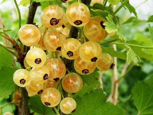 Смородина белая "Баяна" (Контейнер 3,0л) Смородина белая "Баяна" (Контейнер 3,0л)