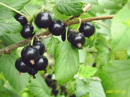 Смородина черная "Бинар" (Контейнер 3,0л) Смородина черная "Бинар" (Контейнер 3,0л)