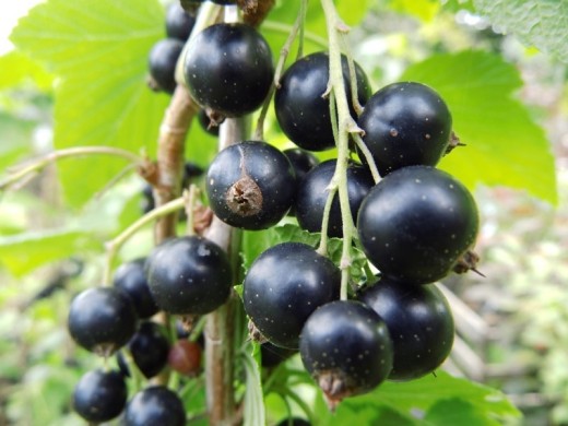 Смородина черная "Петербурженка" (Контейнер 3,0л) Смородина черная "Петербурженка" (Контейнер 3,0л)