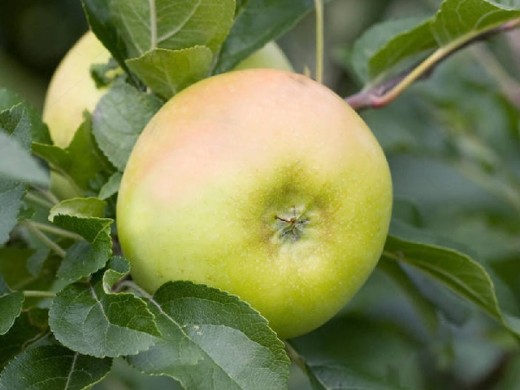 Яблоня колонновидная "Каскад" (Контейнер 7,0л) Яблоня колонновидная "Каскад" (Контейнер 7,0л)