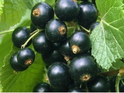 Смородина черная "Велой"  (Контейнер 5,0л) Смородина черная "Велой"  (Контейнер 5,0л)