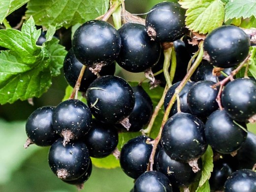 Смородина черная "Деликатес" (Контейнер 5,0л) Смородина черная "Деликатес" (Контейнер 5,0л)