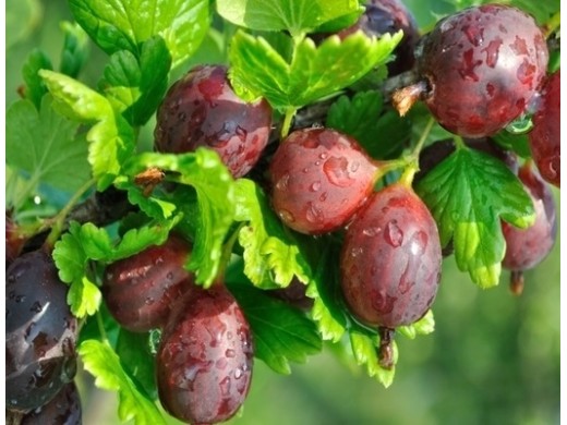 Крыжовник "Грушенька" (Контейнер 3,0л) Крыжовник "Грушенька" (Контейнер 3,0л)