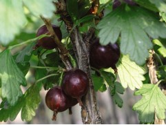 Крыжовник "Консул" (Контейнер 3,0л)