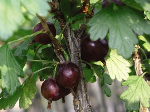 Крыжовник "Консул" (Контейнер 3,0л) Крыжовник "Консул" (Контейнер 3,0л)