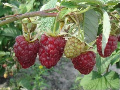 Малина "Гордость России" (Контейнер 3,0л.) Малина "Гордость России" (Контейнер 3,0л.)