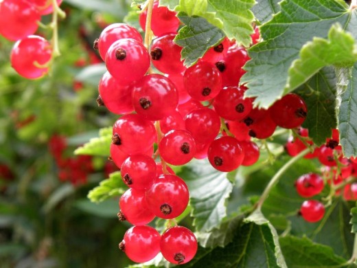 Смородина красная "Ранняя сладкая" (Контейнер 5,0л) Смородина красная "Ранняя сладкая" (Контейнер 5,0л)