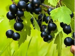 Смородина черная "Лентяй" (Контейнер 5,0л.) Смородина черная "Лентяй" (Контейнер 5,0л.)