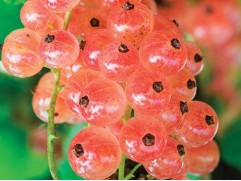 Смородина красная "Роза чаир"  (Контейнер 3,0л) Смородина красная "Роза чаир"  (Контейнер 3,0л)