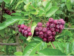 Рябина "Ликерная" (Сумка 20,0л)