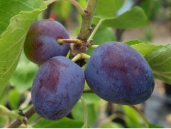 Слива "Ренклод Харитоновой" (Контейнер 7,0л)