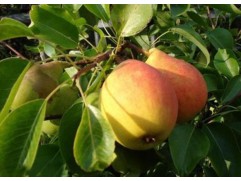 Груша "Кафедральная" (Контейнер 11,0л.)