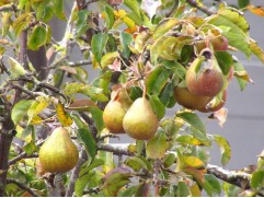 Груша "Мраморная" (Контейнер 11,0л.)