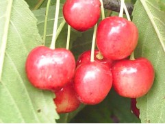 Черешня "Брянская розовая" (антипка) (Контейнер 11,0л.)