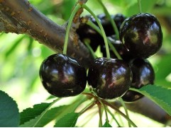 Черешня "Ленинградская черная" (Контейнер 11,0л)