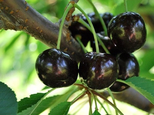 Черешня "Ленинградская черная" (Контейнер 11,0л) Черешня "Ленинградская черная" (Контейнер 11,0л)