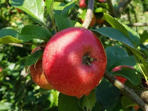 Яблоня "Раннее алое" 54-118 (Контейнер 7,0л.) Яблоня "Раннее алое" 54-118 (Контейнер 7,0л.)