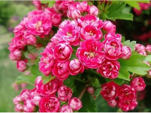 Боярышник декоративный "Paul's Scarlet" (Контейнер 11,0л.) Боярышник декоративный "Paul's Scarlet" (Контейнер 11,0л.)