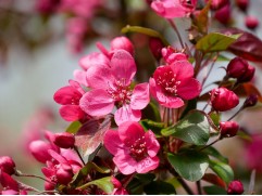 Яблоня "Скарлет" (Контейнер 7,0л) Яблоня "Скарлет" (Контейнер 7,0л)