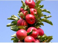 Яблоня колоновидная "Московское ожерелье" (Контейнер 7,0л.)