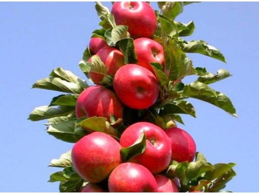 Яблоня колоновидная "Московское ожерелье" (Контейнер 7,0л.) Яблоня колоновидная "Московское ожерелье" (Контейнер 7,0л.)