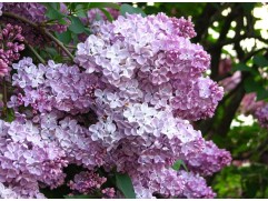 Сирень обыкновенная "Мечта" штамб (Контейнер 7,0л.)