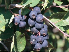 Ирга "Смоуки"  (Контейнер 5.0л)