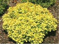 Барбарис Тунберга "Tiny Gold" (Контейнер 7,5л.)