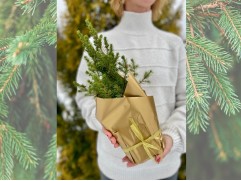 Ель канадская "Conica December" (Контейнер 2.0л) NY