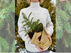 Пихта корейская (Контейнер 2,0л) NY