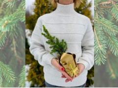 Ель канадская "Rainbow's End" (Контейнер 0,5л) NY