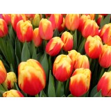 Тюльпан сорт "Roman Power"