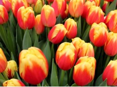 Тюльпан сорт "Roman Power"