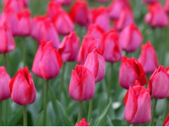 Тюльпан сорт  "Spryng Tide"