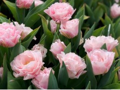 Тюльпан сорт "Dreamer"