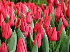 Тюльпан сорт "First Star"