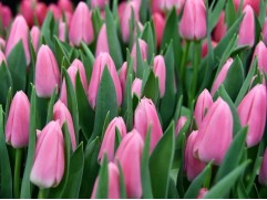 Тюльпан сорт "Matchmaker"