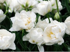 Тюльпан сорт "Mondial"